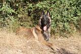 MALINOIS 099